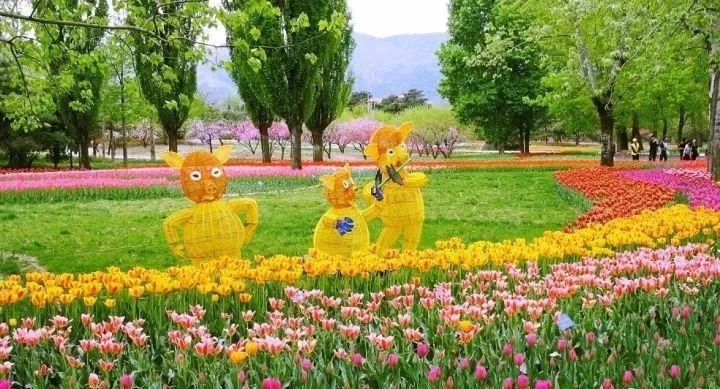 景觀植物——球根花卉種植搭配攻略