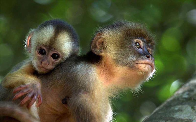 十年用掉144億！保護(hù)生物多樣性 沒(méi)錢(qián)怎么行