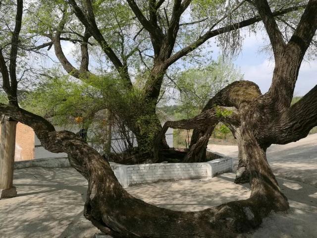 太行山壯觀的這些古樹