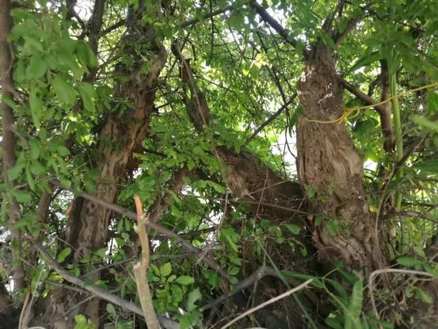 太行山壯觀的這些古樹