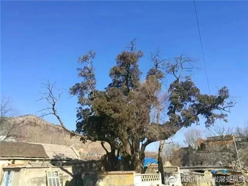 濟南章丘這個古村落里竟藏著顆千年古樹