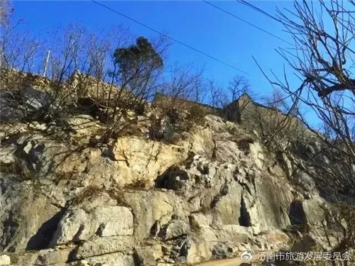 濟南章丘這個古村落里竟藏著顆千年古樹