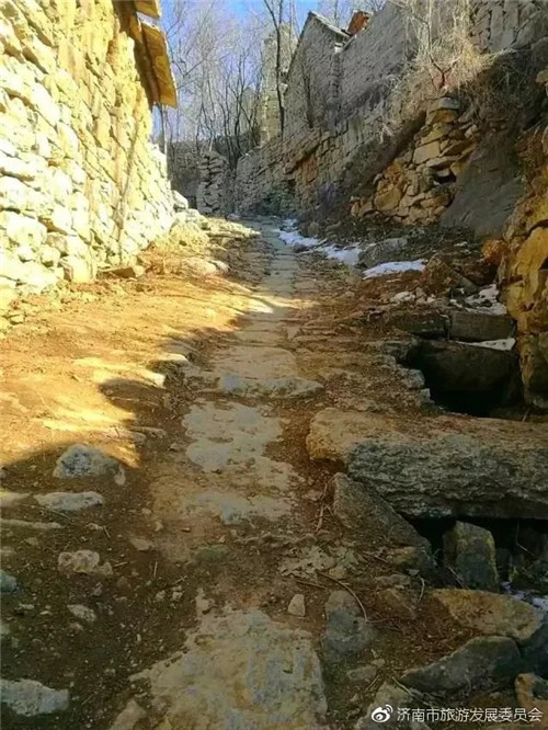 濟南章丘這個古村落里竟藏著顆千年古樹