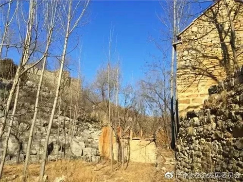 濟南章丘這個古村落里竟藏著顆千年古樹