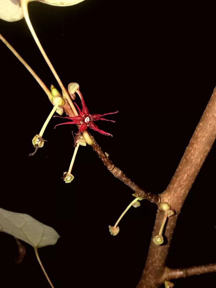 中科院植物學博士帶你認識瀕危植物