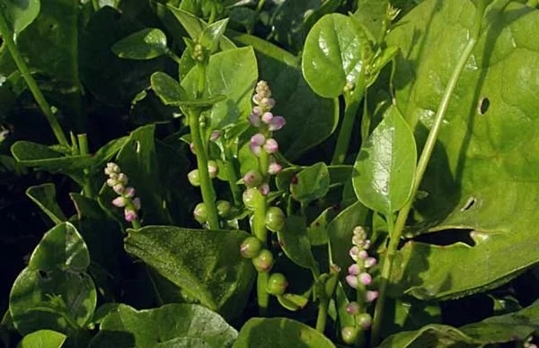 農村一種觀賞類植物，號稱“天然補鈣劑”