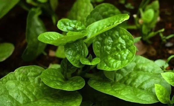 農村一種觀賞類植物，號稱“天然補鈣劑”