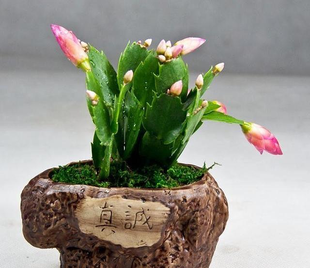 只需1個技巧就可調控你的盆栽花卉開花時間