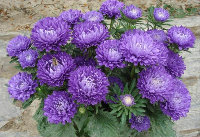 只需1個技巧就可調控你的盆栽花卉開花時間