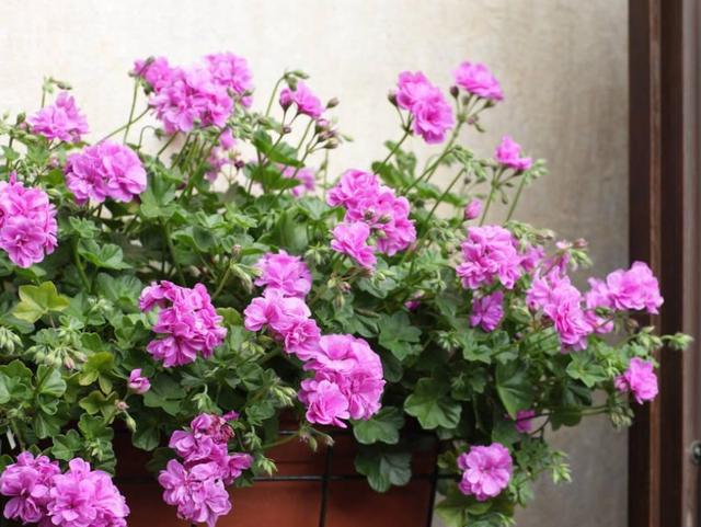 只需1個技巧就可調控你的盆栽花卉開花時間