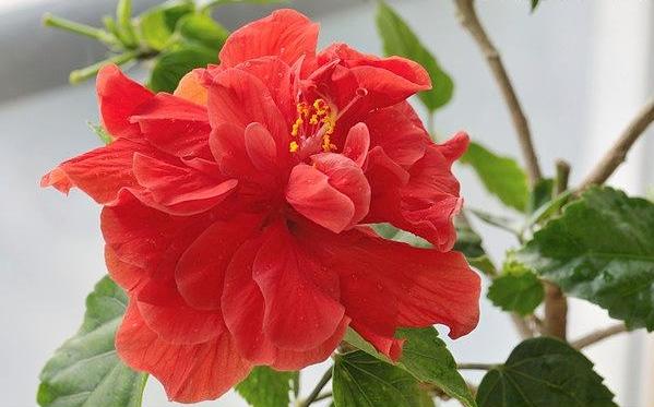 只需1個技巧就可調控你的盆栽花卉開花時間