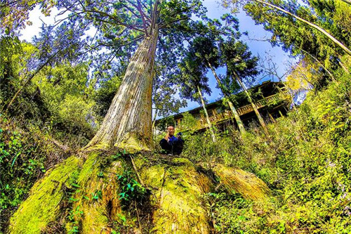 鄂西利川：毛壩鄉楠木村古樹名木繁茂