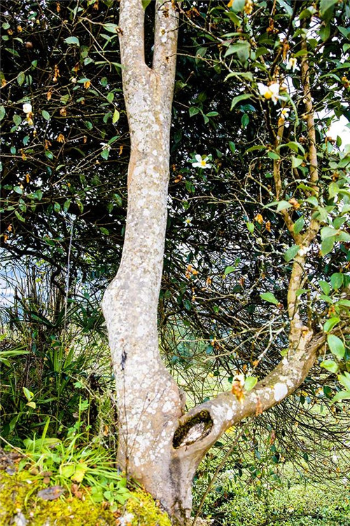 鄂西利川：毛壩鄉楠木村古樹名木繁茂