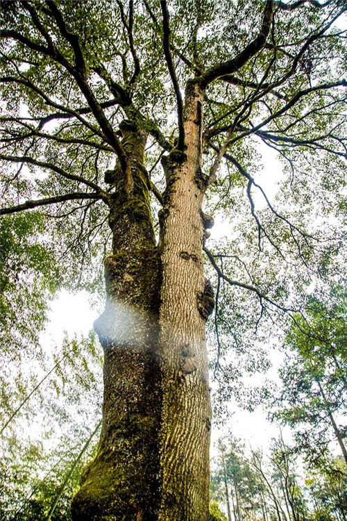 鄂西利川：毛壩鄉楠木村古樹名木繁茂