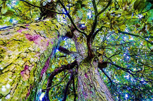 鄂西利川：毛壩鄉楠木村古樹名木繁茂