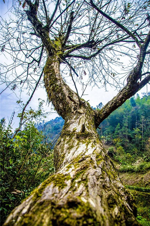 鄂西利川：毛壩鄉楠木村古樹名木繁茂