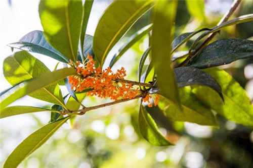 鄂西利川：毛壩鄉楠木村古樹名木繁茂