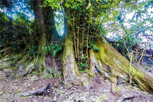 鄂西利川：毛壩鄉楠木村古樹名木繁茂