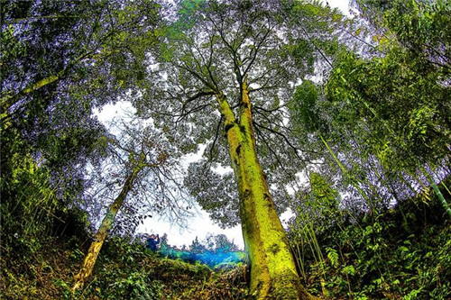 鄂西利川：毛壩鄉楠木村古樹名木繁茂