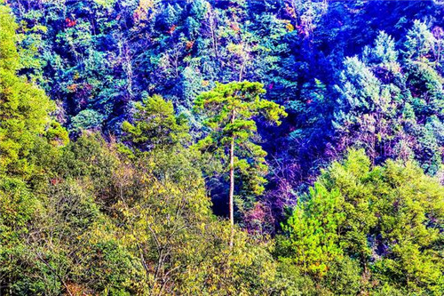 鄂西利川：毛壩鄉楠木村古樹名木繁茂