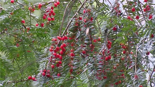 1200年的古樹，結滿了”紅寶石”！