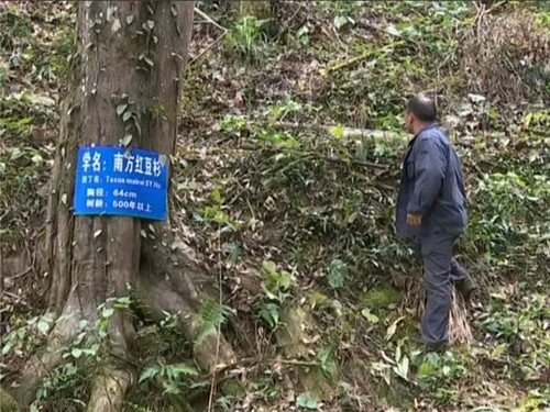 1200年的古樹，結滿了”紅寶石”！