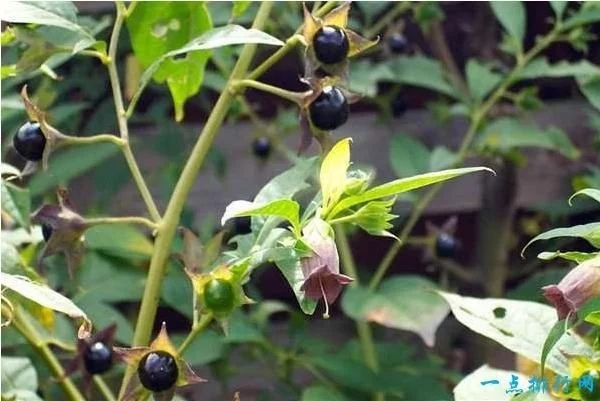 世界上最毒的十種植物