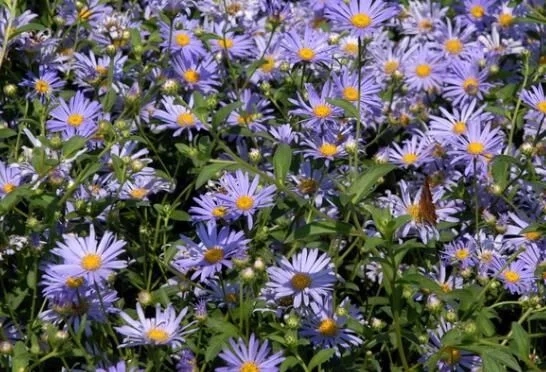 菊科植物紫菀還是著名的中藥材！