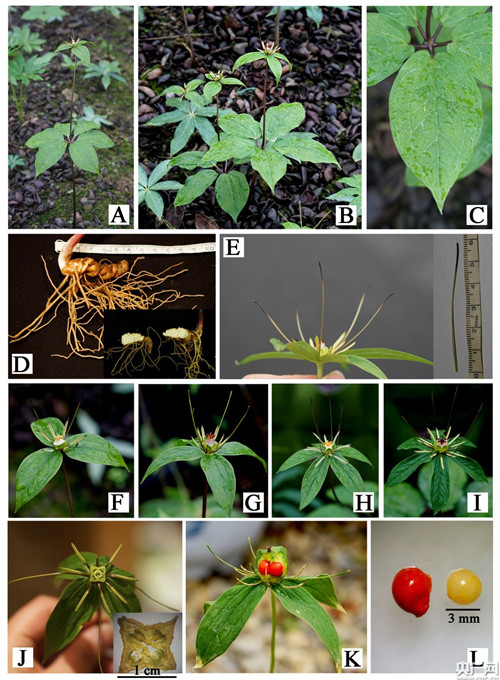 昆明植物研究所發現重樓屬新成員啟良重樓