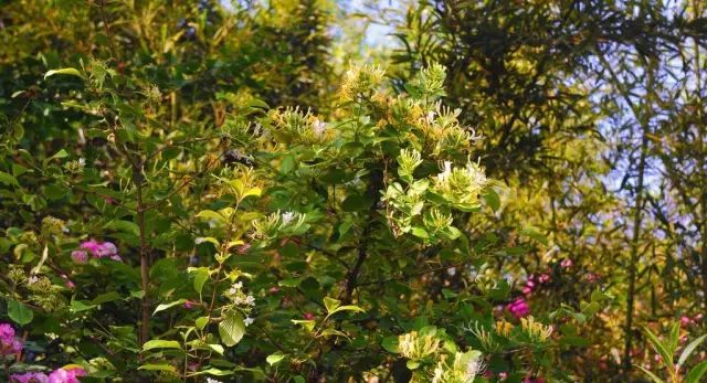 中草藥植物綠化 園林應用新潮流