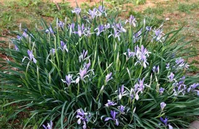 中草藥植物綠化 園林應用新潮流