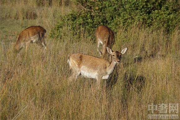 生物多樣性的范本 多南那國家公園