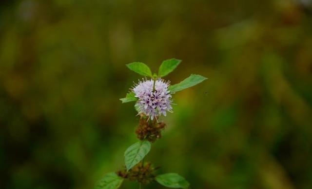 芳香植物的代表——眼睛草