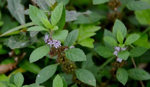 芳香植物的代表——眼睛草