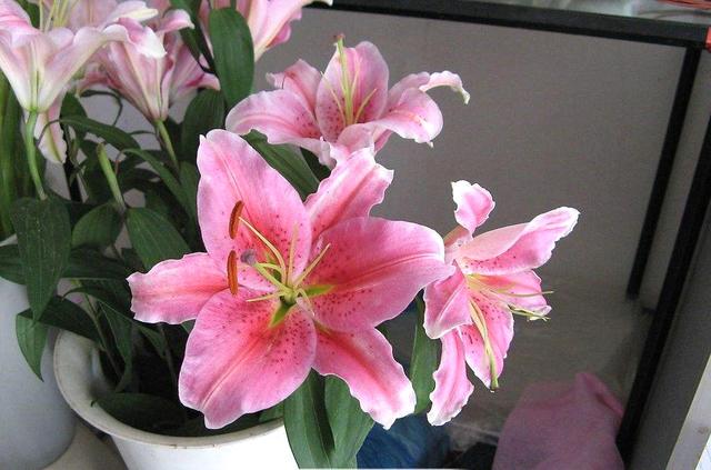 養這5種球根花卉，年年開花爆盆