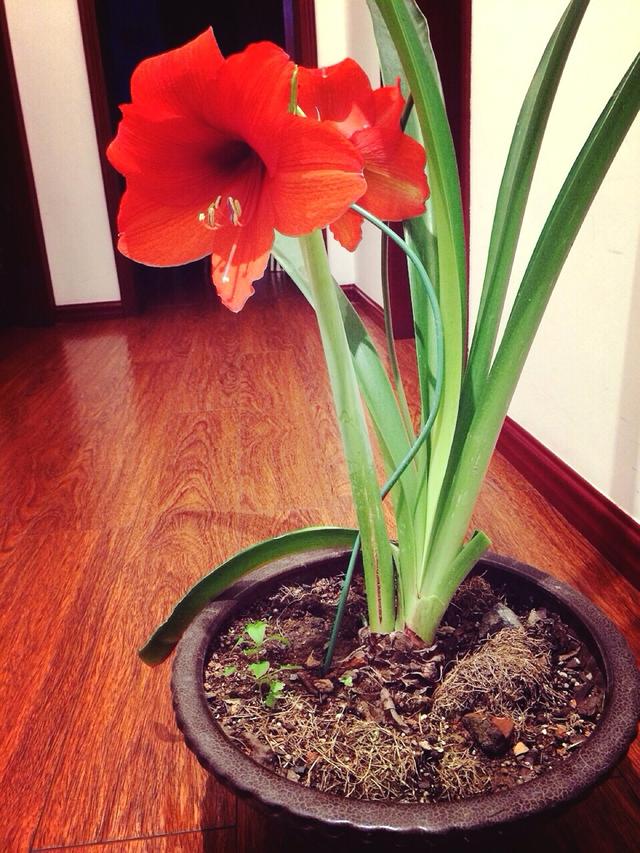 養這5種球根花卉，年年開花爆盆