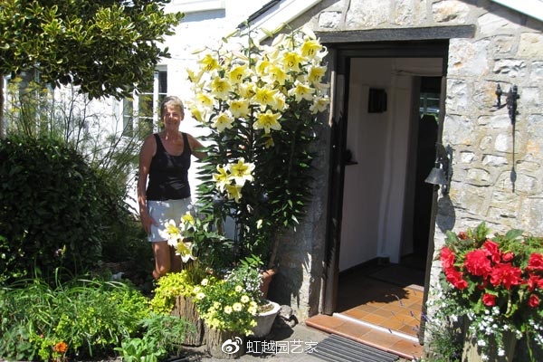 你種過1.5米高的庭院百合嗎？