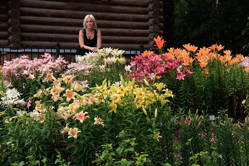 你種過1.5米高的庭院百合嗎？