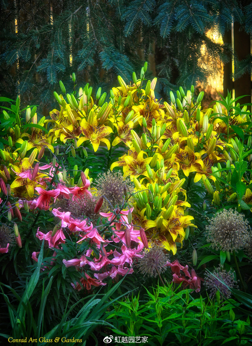 你種過1.5米高的庭院百合嗎？