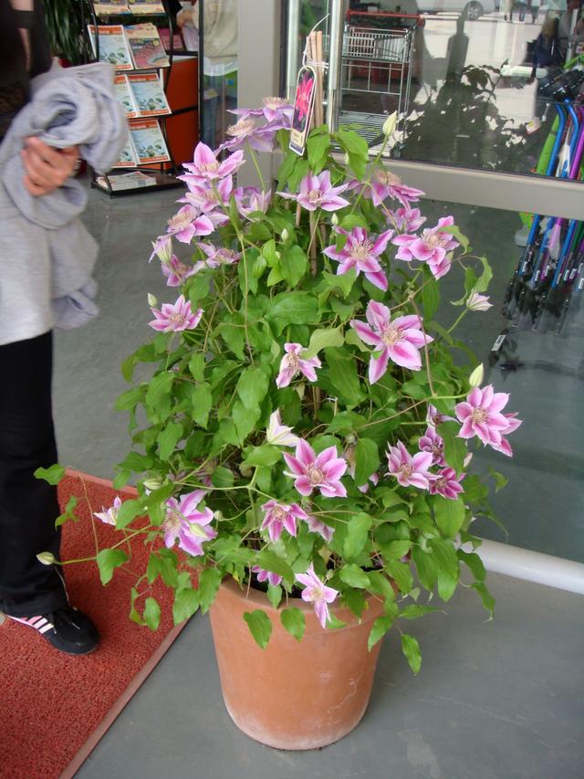 鐵線蓮是鐵漢子，養護要“粗”養