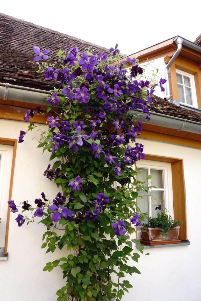 鐵線蓮是鐵漢子，養護要“粗”養