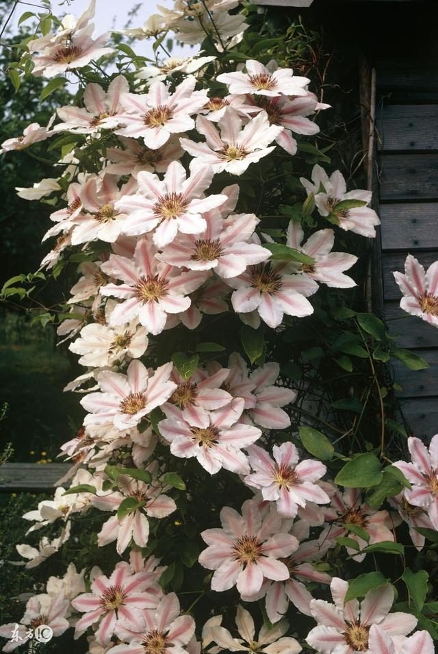 鐵線蓮是鐵漢子，養護要“粗”養