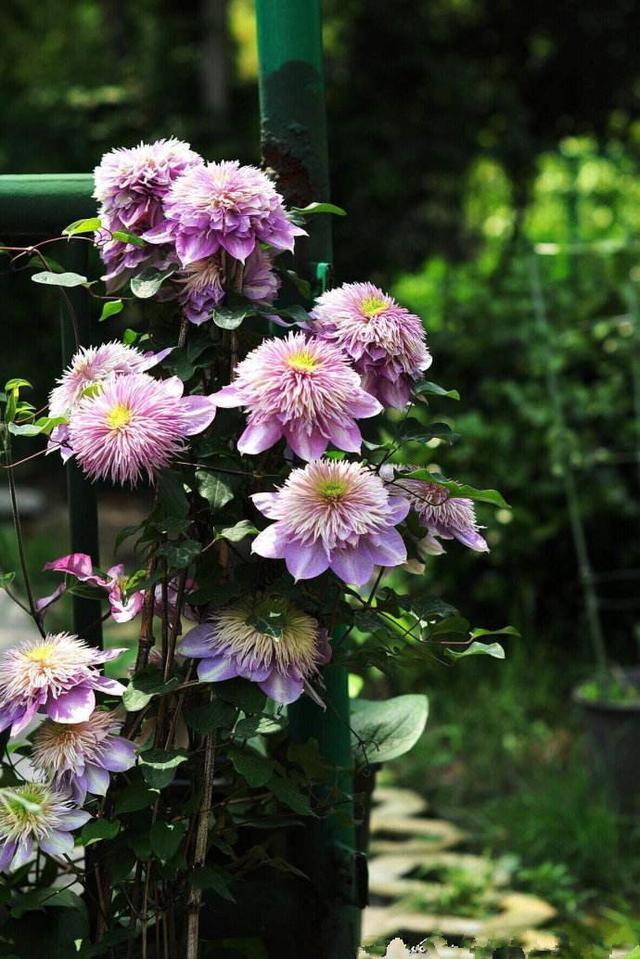 鐵線蓮是鐵漢子，養護要“粗”養
