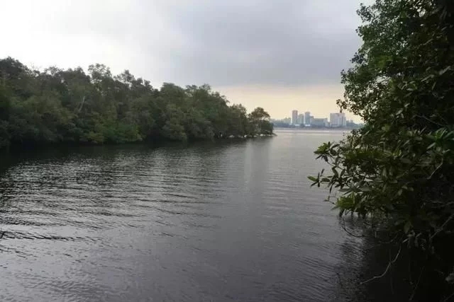 新加坡自然保護(hù)區(qū)的貝殼不要撿，會(huì)被罰款