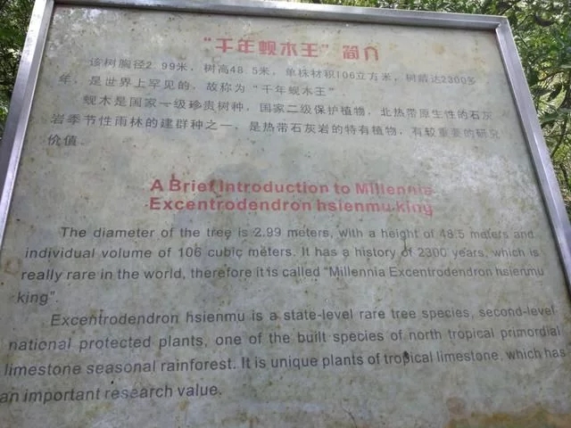 走進廣西：探秘弄崗自然保護區千年蜆木王