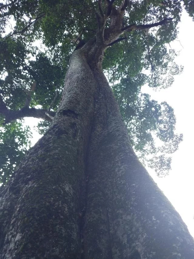 走進廣西：探秘弄崗自然保護區千年蜆木王