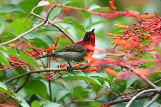 走進廣西：探秘弄崗自然保護區千年蜆木王