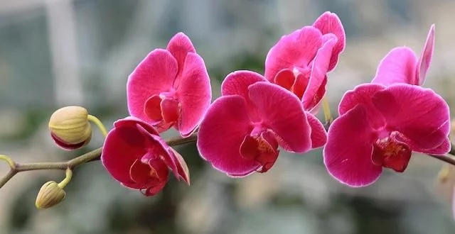 蝴蝶蘭的花語與傳說你知道嗎