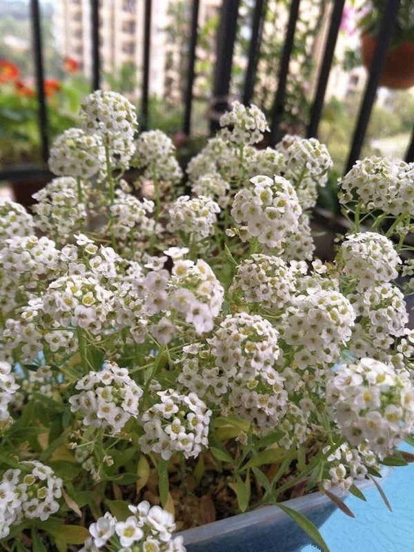 香雪球花期長，爆盆容易極芳香，是盆栽佳品