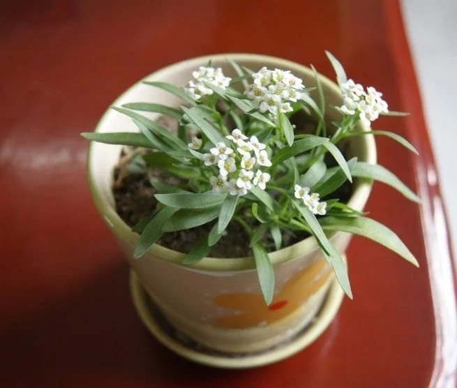 香雪球花期長，爆盆容易極芳香，是盆栽佳品